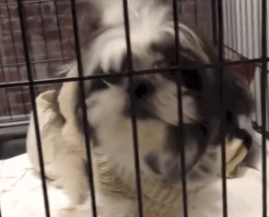 screen shot of animal rescue video