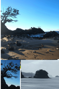 Three scenes from Coromandel Peninsula