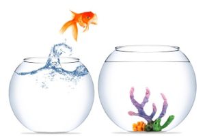 Goldfish jumping to a new bowl is like changing jobs