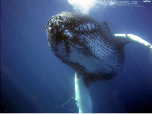 Swimming with whales: Adventurous baby boomer activity