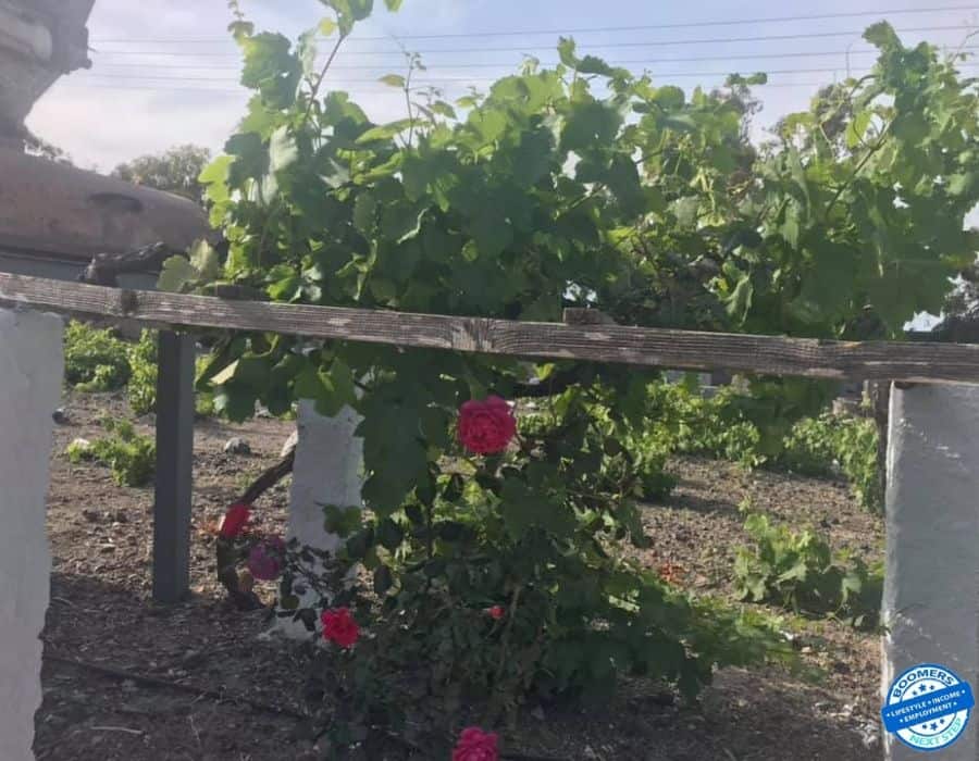 Winery in Santorini